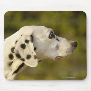 Tapis De Souris Dalmate 4