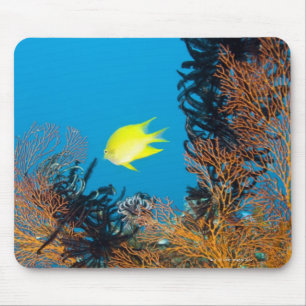 Tapis De Souris Damselfish d'or (Amblyglyphidodon doré)