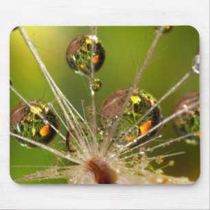 Tapis De Souris Dandelion Et Droplets D'Eau