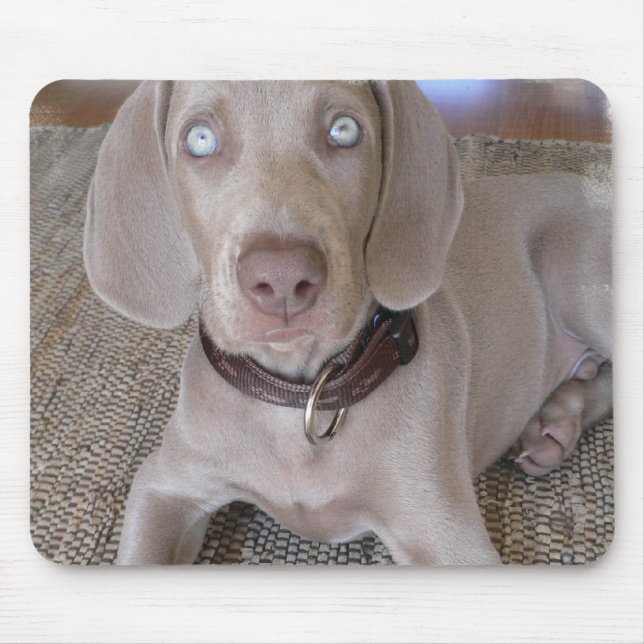 Tapis de souris de chiot de Weimaraner (Devant)