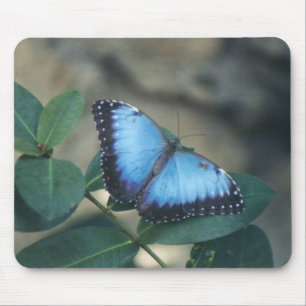 Tapis de souris de papillon
