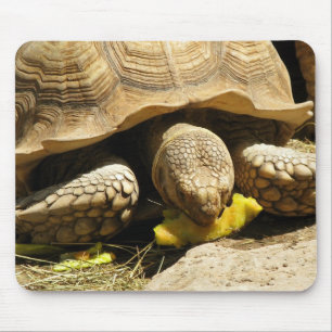 Tapis de souris de tortue