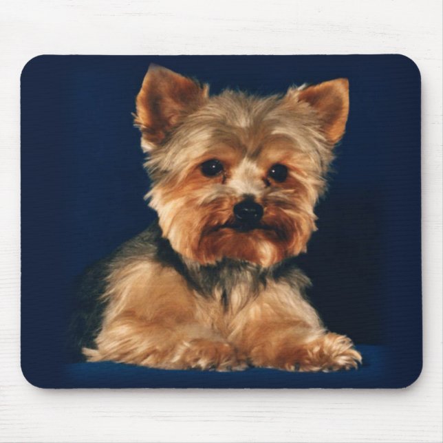 tapis de souris de yorkie (Devant)