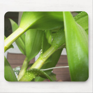 Tapis De Souris Dendrobium Orchidée tiges closeuse