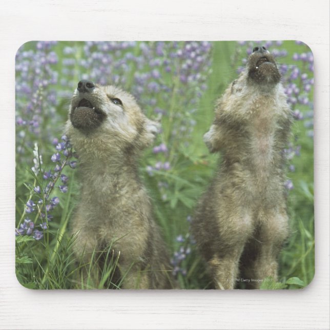 Tapis De Souris Des Chiots Loups hurlent dans la prairie (Devant)