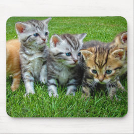 Tapis De Souris Design - Cute chatons