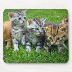 Tapis De Souris Design - Cute chatons