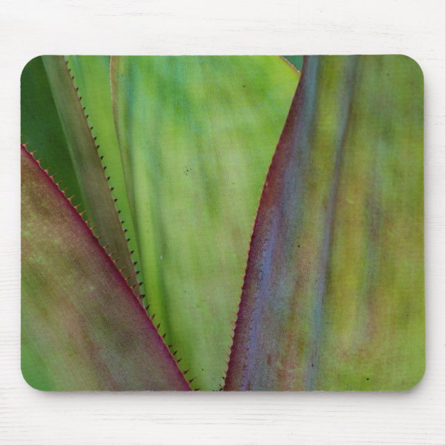 Tapis De Souris Détail du Plante Agave (Devant)