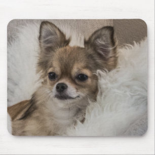 Tapis De Souris Détente du Chihuahua gâté