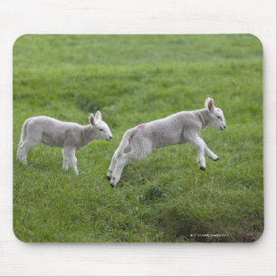 Tapis De Souris Deux agneaux