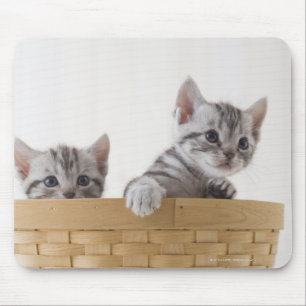 Tapis De Souris Deux chatons de Shorthair d'Américain