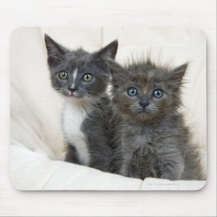 Tapis De Souris Deux chatons tigrés
