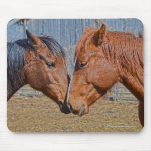 Tapis De Souris Deux Chevaux Amoureux Equine Photo