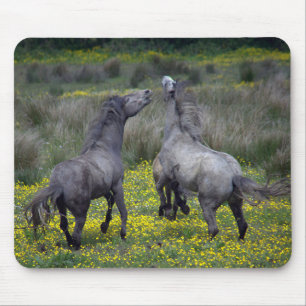 Tapis De Souris Deux chevaux ruent et jouent