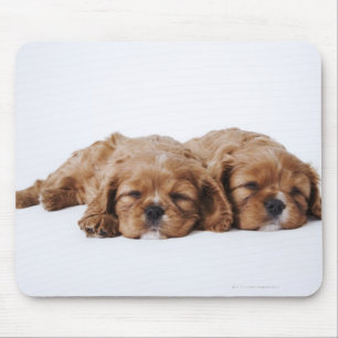 Tapis De Souris Deux chiots cavaliers d'épagneul du Roi Charles