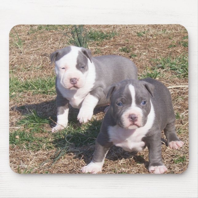 TAPIS DE SOURIS DEUX CHIOTS DE PITBULL (Devant)