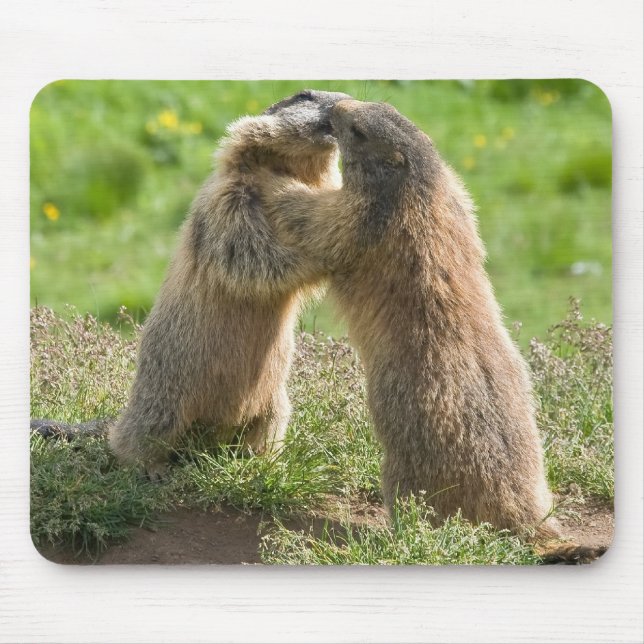 Tapis De Souris deux jeunes marmottes (Devant)