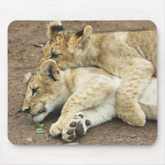 Tapis De Souris Deux lionnes qui jouent. (Devant)