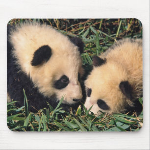 Tapis De Souris Deux oursons panda dans le buisson de bambou, Wolo