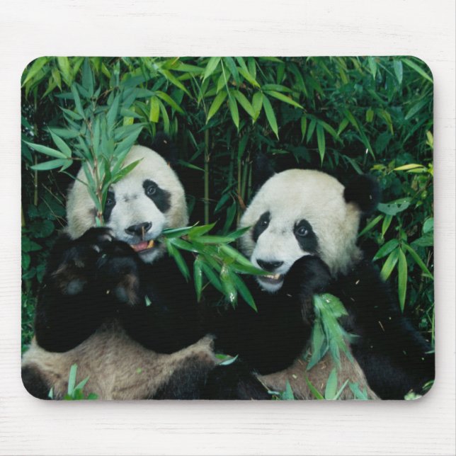 Tapis De Souris Deux pandas mangeant du bambou ensemble, Wolong (Devant)