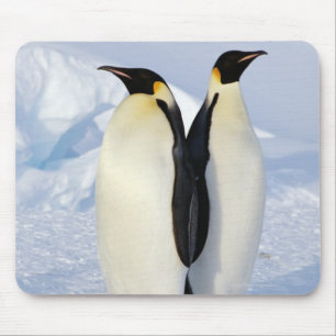 Tapis De Souris Deux pingouins d'empereur en Antarctique