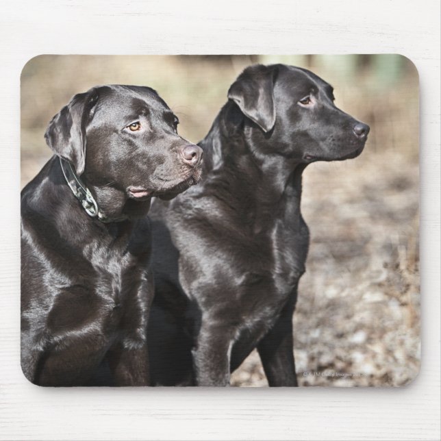 Tapis De Souris Deux récupérateurs Black Labrador (Devant)