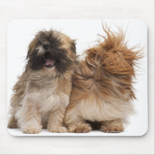 Tapis De Souris Deux Shih-Tzus dans le vent