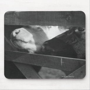 Tapis De Souris Deux veaux poussant leurs nez par l'espace dedans