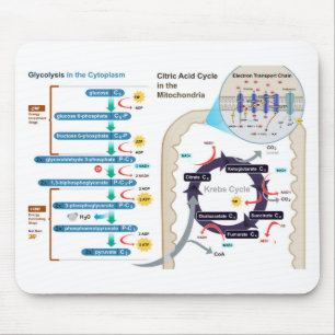 Tapis De Souris Diagramme de Glycolyse de la respiration cellulair