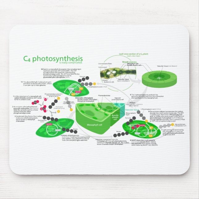 Tapis De Souris Diagramme de la photosynthèse C4 (Devant)