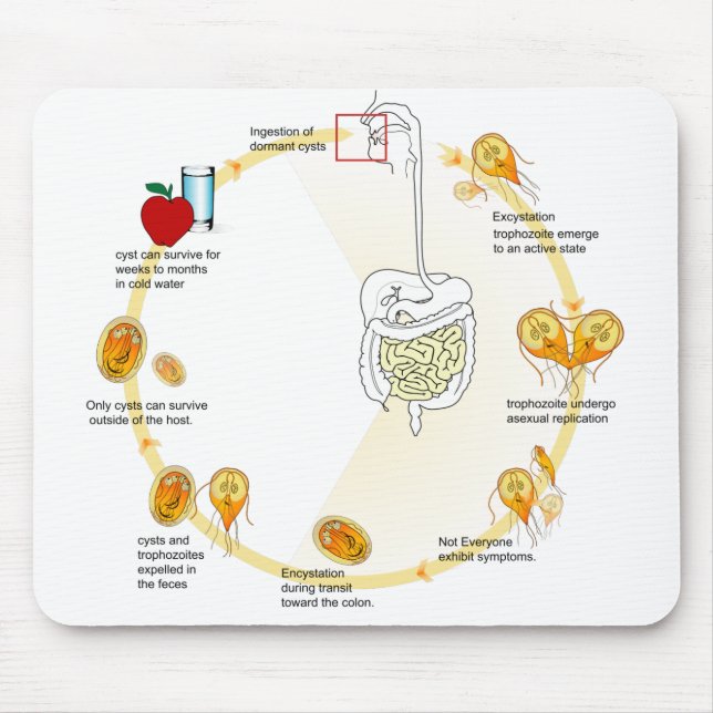 Tapis De Souris Diagramme de la souris Giardia Cycle de vie Parasi (Devant)