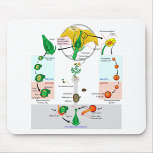 Tapis De Souris Diagramme du cycle de vie de l'angiosperme Plante 