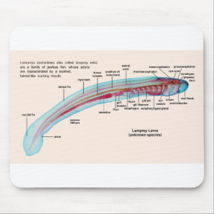 Tapis De Souris Diagramme d'une larve d'espèces de lamproie de me