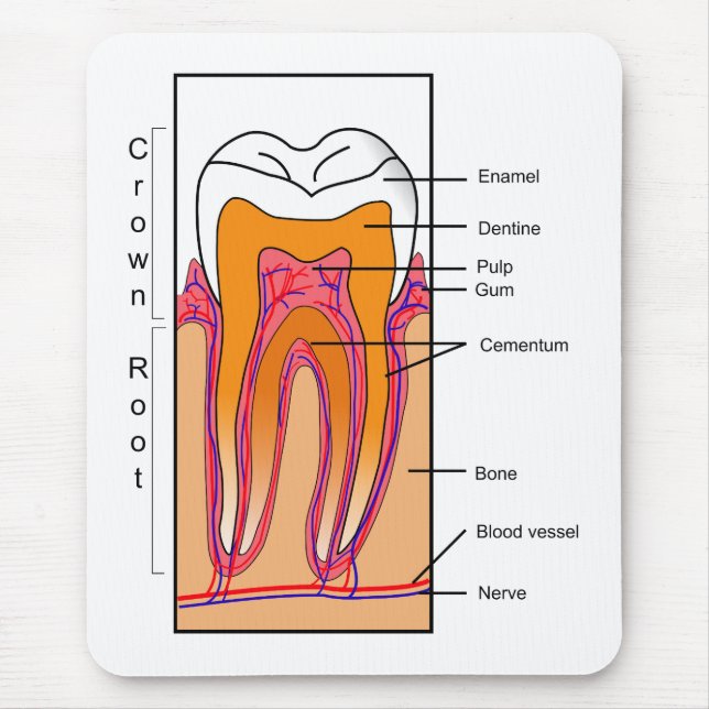Tapis De Souris Diagramme en coupe d'une dent humaine (Devant)