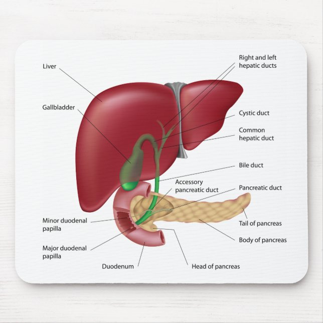 Tapis De Souris Diagramme Mousepad de pancréas de foie (Devant)
