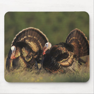 Tapis De Souris Dindon sauvage, Meleagris gallopavo,mâles
