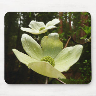 Tapis De Souris Dogwoods et séquoias dans le parc national Yosemit