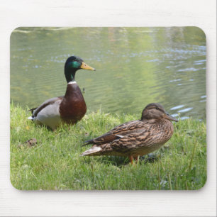 Tapis De Souris Drake et canard dans le sauvage