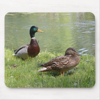 Tapis De Souris Drake et canard dans le sauvage
