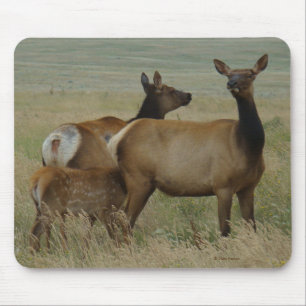 Tapis De Souris E61 Vache Wapiti et Jeune