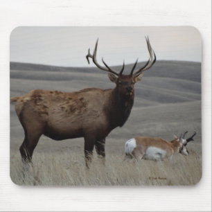 Tapis De Souris E63 Élan mâle et Antilope Pronghorn