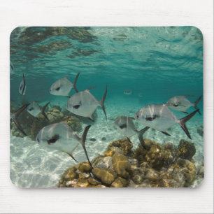 Tapis De Souris École de poissons permis
