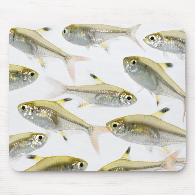 Tapis De Souris École de radiographie du tétra-poisson (Pristella (Devant)