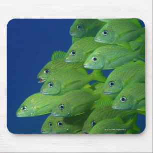 Tapis De Souris École du français bluestriped et des grognements
