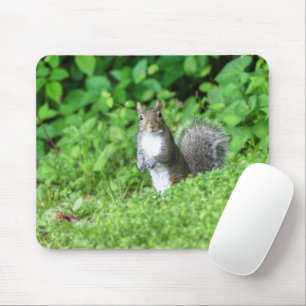 Tapis De Souris Écureuil