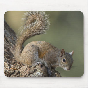 Tapis De Souris Écureuil gris de l'Est, ou écureuil gris