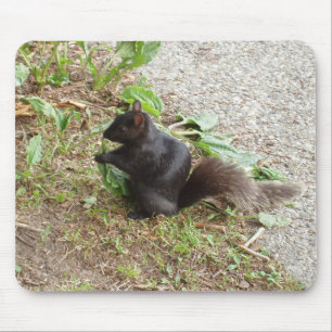 Tapis De Souris Écureuil noir