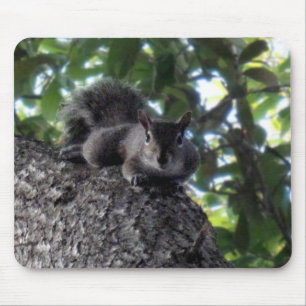 Tapis De Souris Écureuil reposant dans un arbre