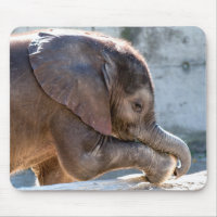 Eléphant bébé