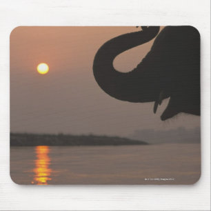 Tapis De Souris Elephant, Parc national de Chitwan, Népal